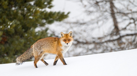 Vijf tips om de besneeuwde bossen in de Alpen te verkennen